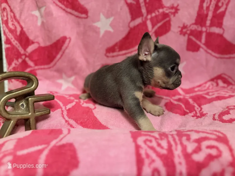 Misty – French Bulldog puppy for sale in Wentworth, MO