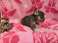 Misty, a female French Bulldog for sale in Wentworth, MO – 1 of 5