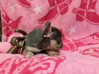 Misty, a female French Bulldog for sale in Wentworth, MO – 3 of 5