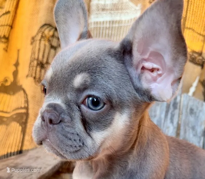 Sky – French Bulldog puppy for sale in Wentworth, MO