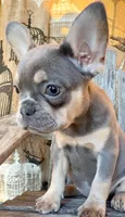 Stormy, a female French Bulldog for sale in Wentworth, MO – 2 of 7