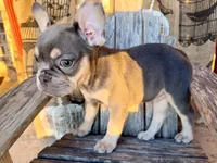 Misty, a female French Bulldog for sale in Wentworth, MO – 4 of 8