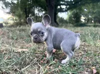 Sky, a female French Bulldog for sale in Wentworth, MO – 2 of 8