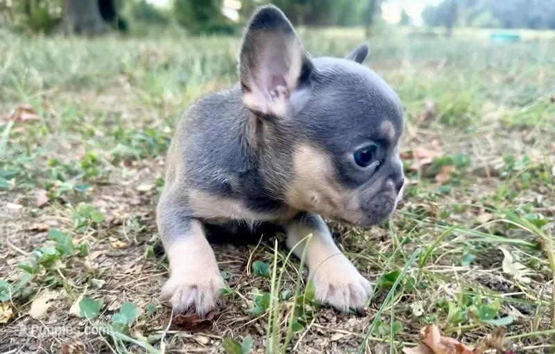 Stormy – French Bulldog puppy for sale in Wentworth, MO
