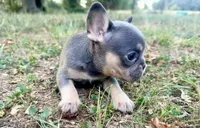 Stormy, a female French Bulldog for sale in Wentworth, MO – 1 of 5