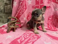 Misty, a female French Bulldog for sale in Wentworth, MO – 2 of 5