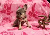 Stormy, a female French Bulldog for sale in Wentworth, MO – 2 of 5