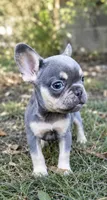 Stormy, a female French Bulldog for sale in Wentworth, MO – 5 of 7