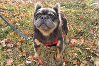 Stormy, a female French Bulldog for sale in Wentworth, MO – 6 of 7