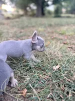 Sky, a female French Bulldog for sale in Wentworth, MO – 5 of 8