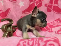 Misty, a female French Bulldog for sale in Wentworth, MO – 5 of 5