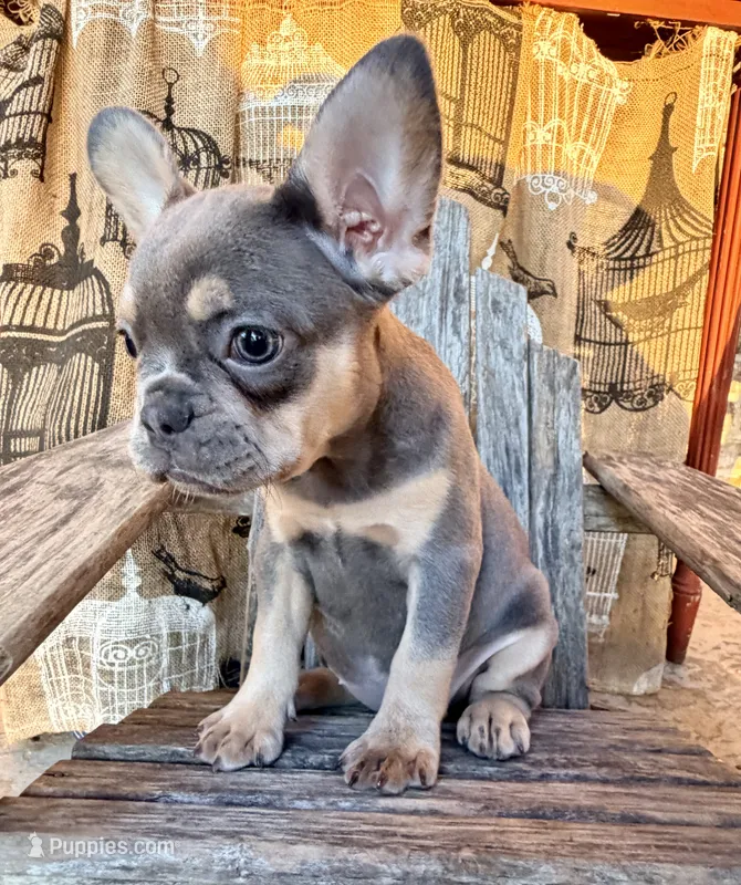 Stormy – French Bulldog puppy for sale in Wentworth, MO
