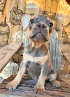 Stormy, a female French Bulldog for sale in Wentworth, MO – 4 of 7