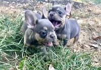 Misty, a female French Bulldog for sale in Wentworth, MO – 6 of 8