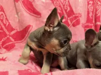 Stormy, a female French Bulldog for sale in Wentworth, MO – 5 of 5
