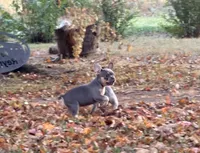 Stormy, a female French Bulldog for sale in Wentworth, MO – 3 of 7