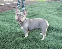 Misty, a female French Bulldog for sale in Wentworth, MO – 7 of 8
