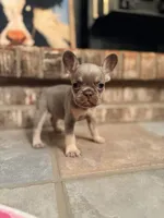 Sky, a female French Bulldog for sale in Wentworth, MO – 6 of 8
