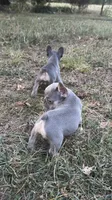 Sky, a female French Bulldog for sale in Wentworth, MO – 4 of 8