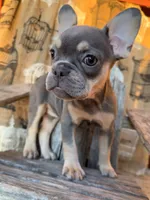 Misty, a female French Bulldog for sale in Wentworth, MO – 3 of 8