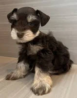 Cosmo, a male Miniature Schnauzer for sale in Houston, TX – 6 of 9