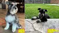 McGee, a male Miniature Schnauzer for sale in Houston, TX – 7 of 7