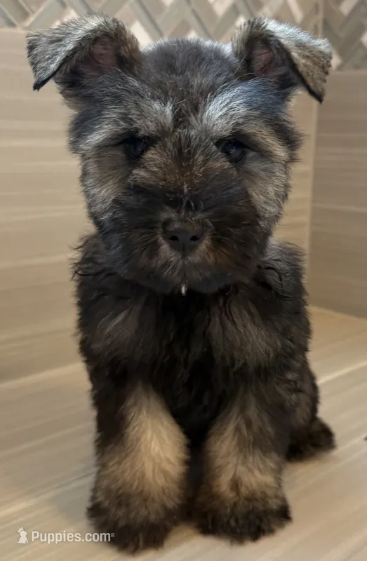 Barbie – Miniature Schnauzer puppy for sale in Houston, TX