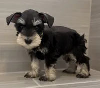 Woody, a male Miniature Schnauzer for sale in Houston, TX – 4 of 6
