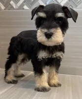 Woody, a male Miniature Schnauzer for sale in Houston, TX – 5 of 6