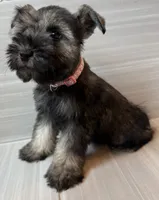 Barbie, a female Miniature Schnauzer for sale in Houston, TX – 2 of 6