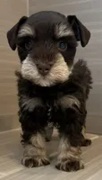 Cosmo, a male Miniature Schnauzer for sale in Houston, TX – 2 of 9