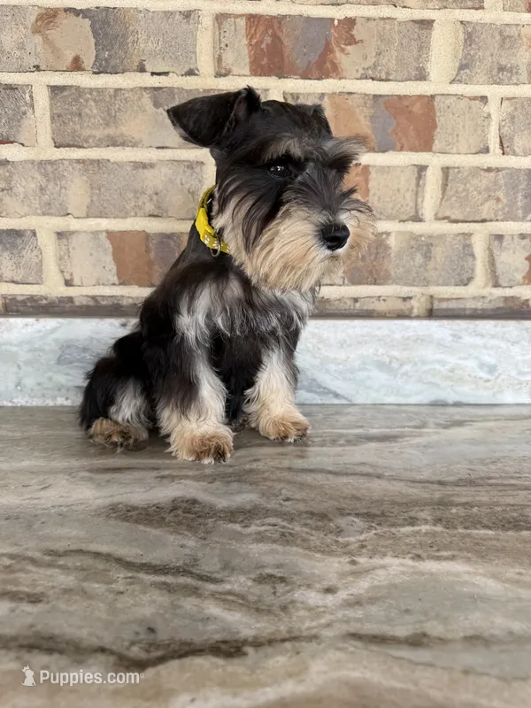 He-Man – Miniature Schnauzer puppy for sale in Houston, TX