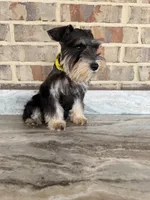 He-Man, a male Miniature Schnauzer for sale in Houston, TX – 1 of 5