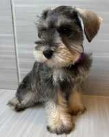 Betty, a female Miniature Schnauzer for sale in Houston, TX – 4 of 7