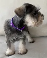 Betty, a female Miniature Schnauzer for sale in Houston, TX – 6 of 7