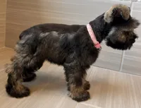 Jessie, a female Miniature Schnauzer for sale in Houston, TX – 2 of 10