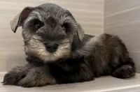 Buzz, a male Miniature Schnauzer for sale in Houston, TX – 4 of 8