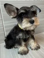 Ralphie, a male Miniature Schnauzer for sale in Houston, TX – 4 of 5