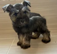 Jessie, a female Miniature Schnauzer for sale in Houston, TX – 4 of 10