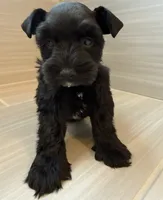 Orion, a male Miniature Schnauzer for sale in Houston, TX – 7 of 8