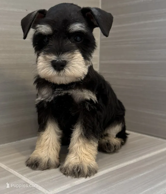 Woody – Miniature Schnauzer puppy for sale in Houston, TX
