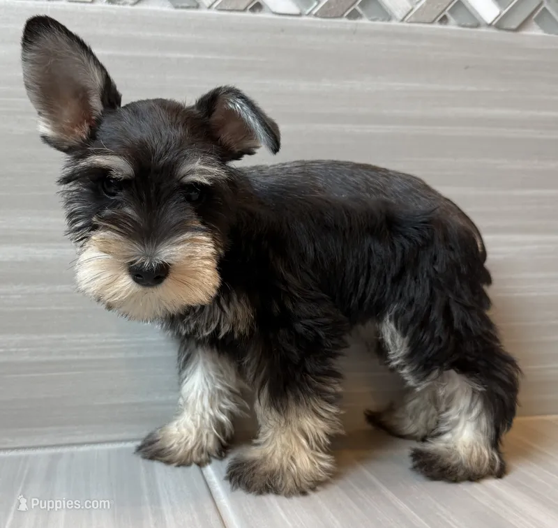 Ralphie – Miniature Schnauzer puppy for sale in Houston, TX
