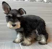 Ralphie, a male Miniature Schnauzer for sale in Houston, TX – 1 of 5