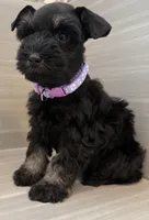 Bonnie, a female Miniature Schnauzer for sale in Houston, TX – 6 of 7