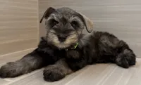 Buzz, a male Miniature Schnauzer for sale in Houston, TX – 6 of 8