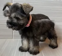 Barbie, a female Miniature Schnauzer for sale in Houston, TX – 3 of 6