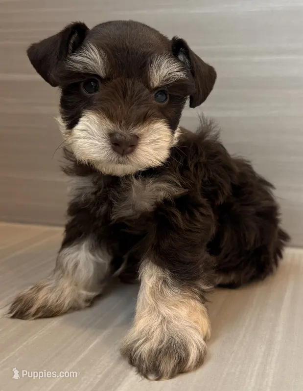 Cosmo – Miniature Schnauzer puppy for sale in Houston, TX