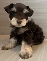 Cosmo, a male Miniature Schnauzer for sale in Houston, TX – 1 of 9