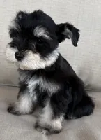 Pablo, a male Miniature Schnauzer for sale in Houston, TX – 6 of 8
