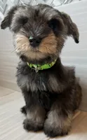 Robbie, a male Miniature Schnauzer for sale in Houston, TX – 5 of 5
